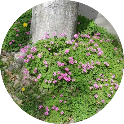 耐寒多年生三叶草种根地被根生