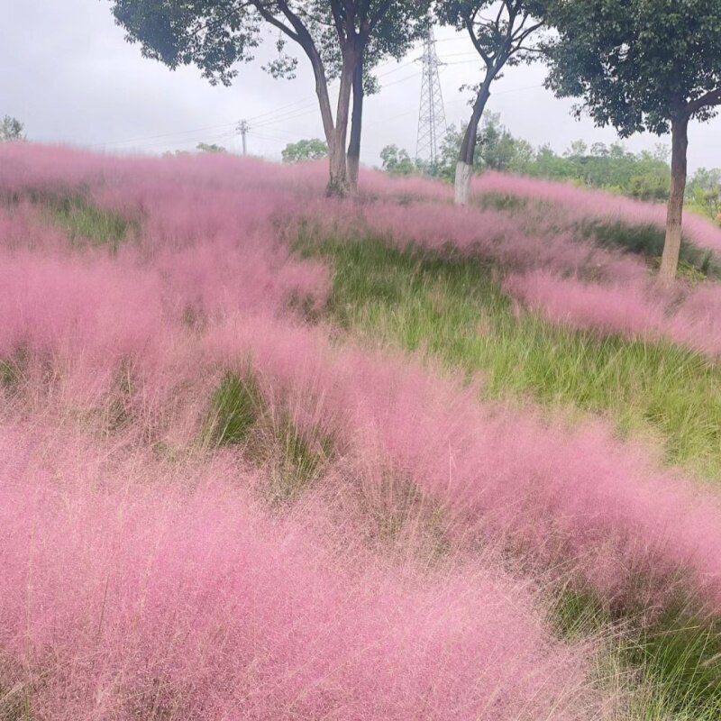 粉黛乱子草多年生观赏草籽四季易活开花耐寒庭院草花籽子室外花种