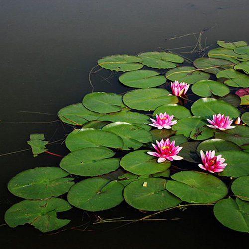 水培花卉有水就活水生植物睡莲