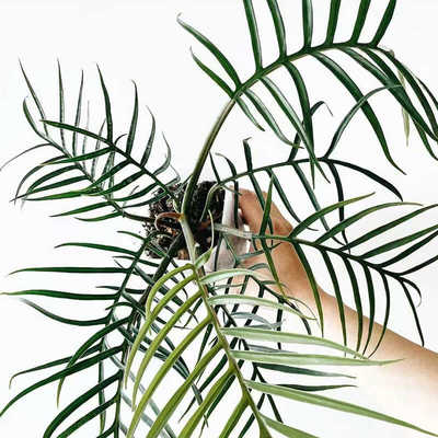 好看好养蔓绿绒经济实惠