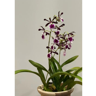 梦幻精灵树兰泼墨石斛兰盆栽带花苞植物室内绿植好养兰花树兰