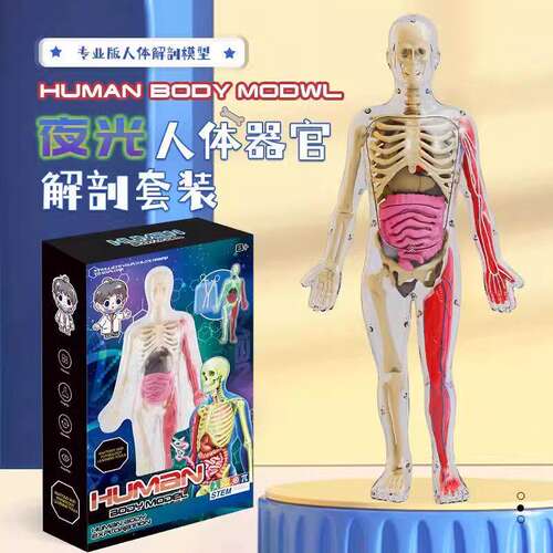 人体结构骨骼模型初中生物器官内脏解剖3d医学可拆卸拼装儿童玩具