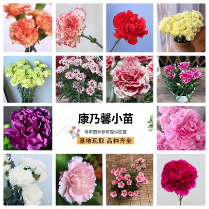 康乃馨盆栽花苗云南基地发货原土发货绿植花卉庭院阳台大花重瓣