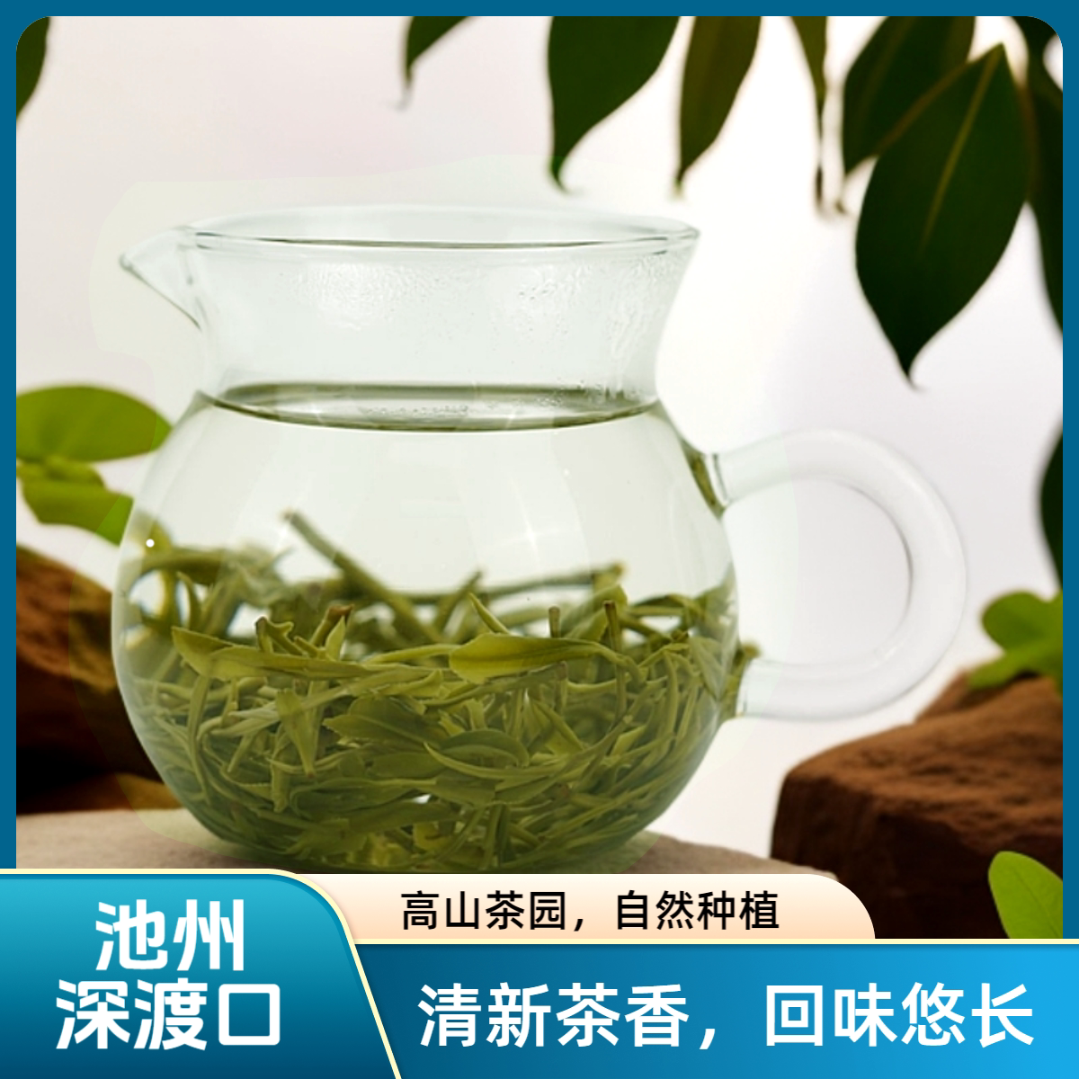 雾里西池州深渡口揉捻茶高山茶绿茶富硒滋味醇厚2025新茶