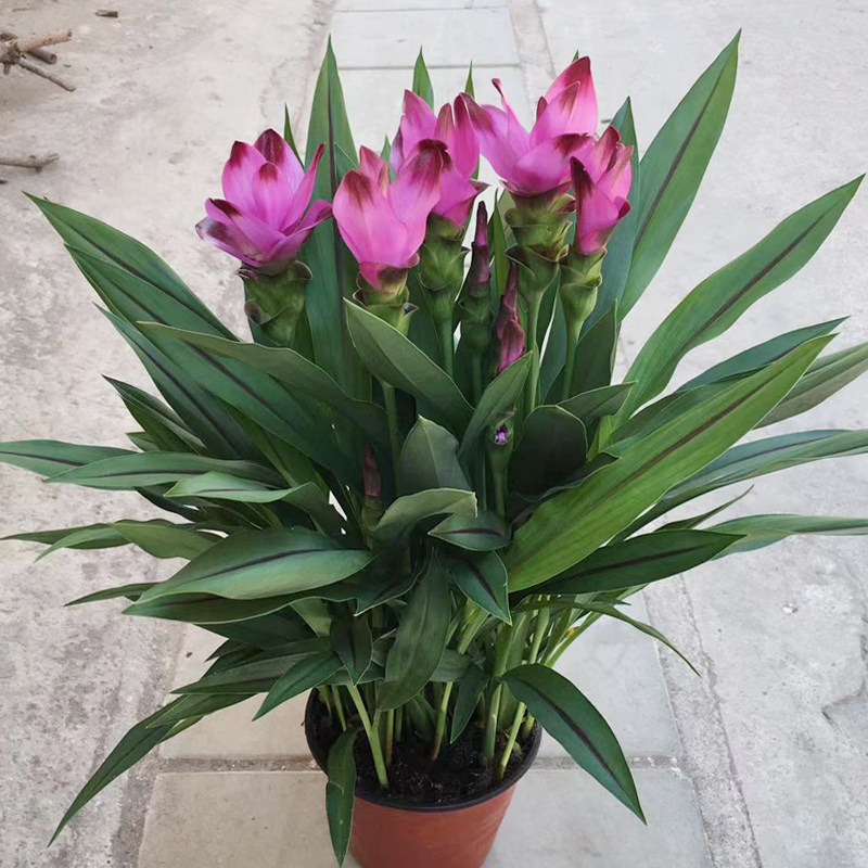 姜荷花盆栽带花苞四季开花多年生室内阳台庭院耐热绿植花卉好养活