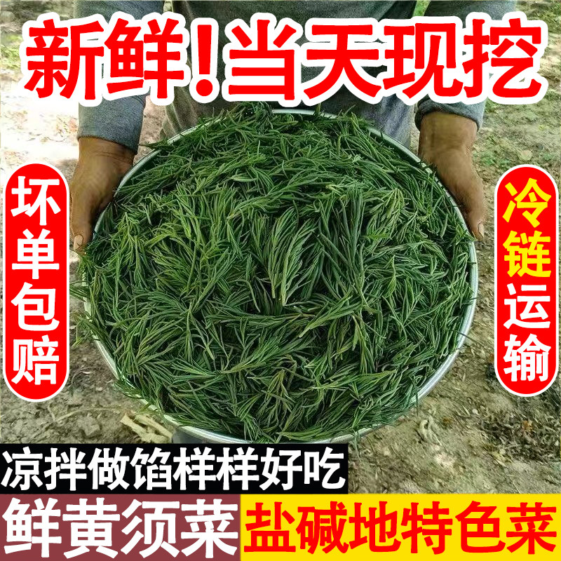 山东现挖黄须菜新鲜野菜盐地碱蓬菜海蓬菜席菜黄茎菜叶野生菜自然