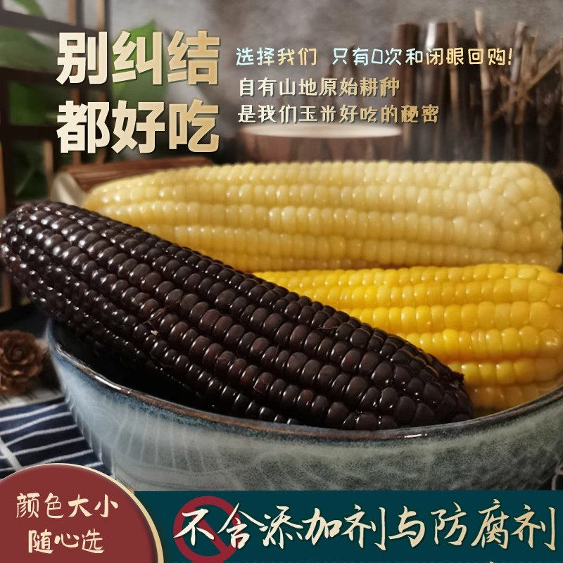 山西忻州青玉甜糯玉米无添加代餐黑糯黄糯白糯玉米三色混合装12根