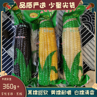 山西青玉当季新鲜 无添绿色低脂代餐 报恩黑黄白甜软糯玉米 6根装