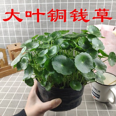 带叶铜钱草绿植盆栽可水培阳台办