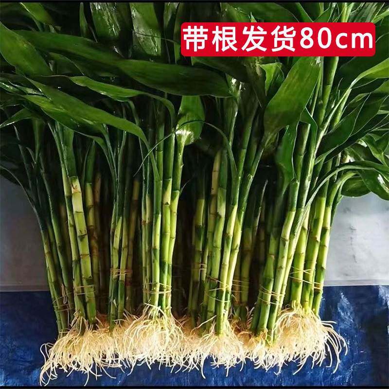 10根装富贵竹水培植物带根室内有根水养盆栽客厅好养活的四季水竹