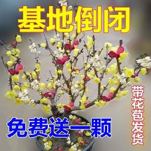 【带花苞发货】腊梅树苗盆栽老桩