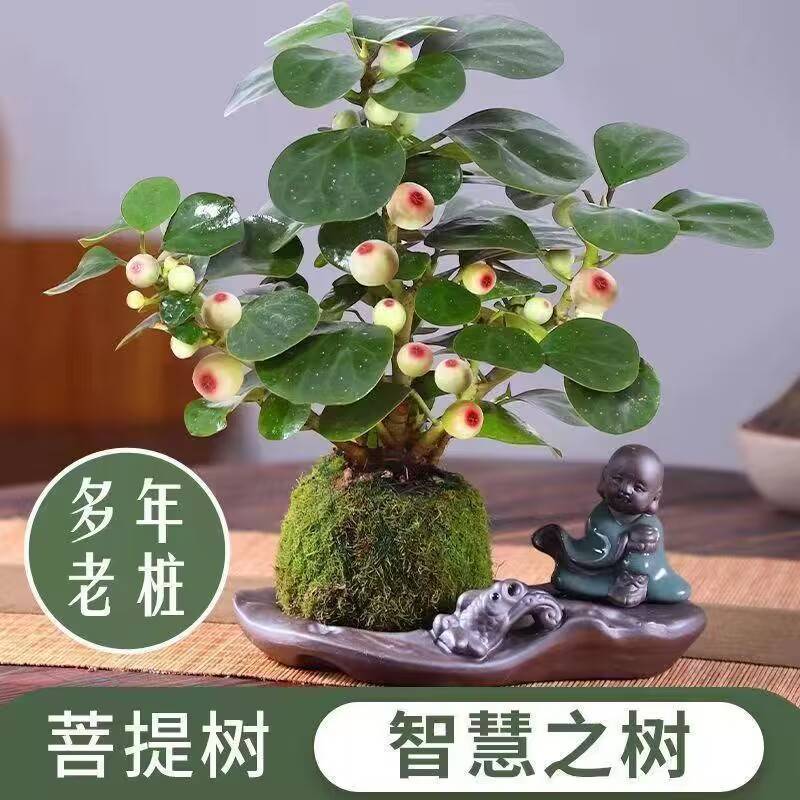 小盼菩提树发财树盆栽植物室内菩提树盆景桌面植物花卉办公室绿植