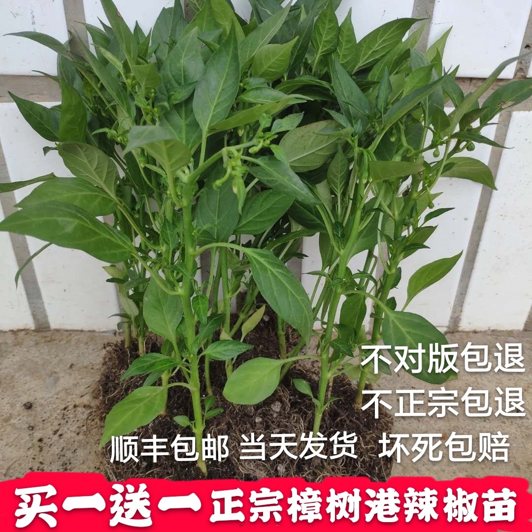 樟树辣椒苗正宗湖南特产辣椒苗