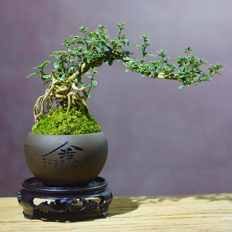 微盆景金边红花六月雪附石盆景提根六月雪悬崖小盆栽迷你桌面造型