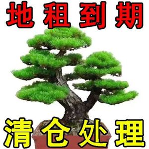 迎客松盆景植物室内外树绿花地柏