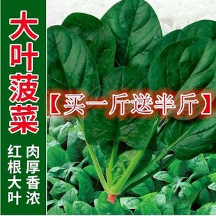 蔬菜秋冬籽种阳台种籽耐热菜种盆栽波菜孑菜籽子 大叶菠菜种子四季