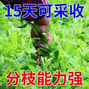 可连续多次采收无须豌豆秋冬蔬菜 豌豆尖种子专吃叶豌豆苗种籽新品