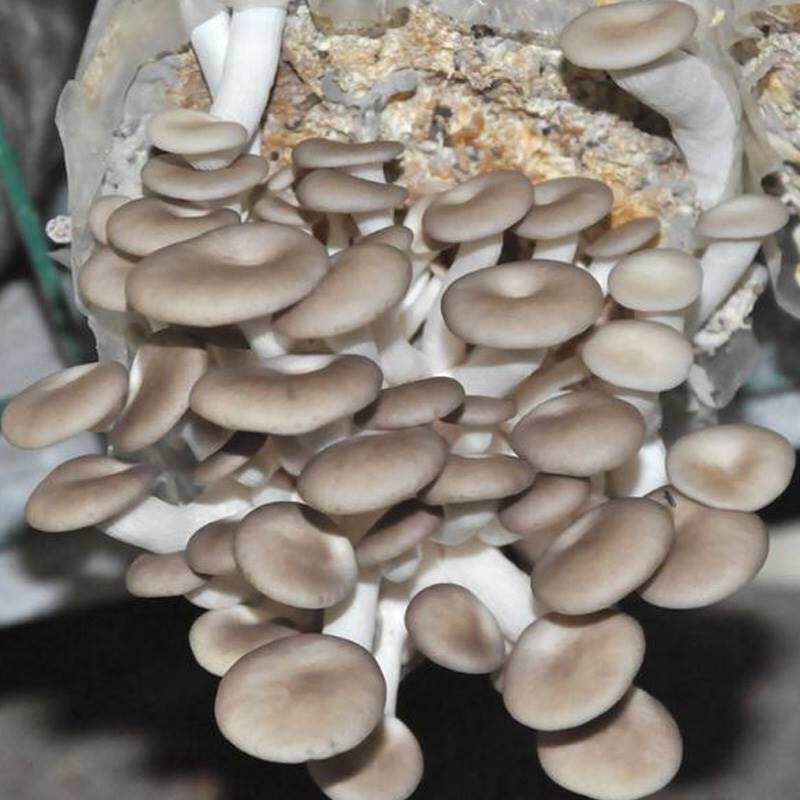 蘑菇种植包家种菌种菌包平菇香菇灵芝磨菇种可食用自种金针菇