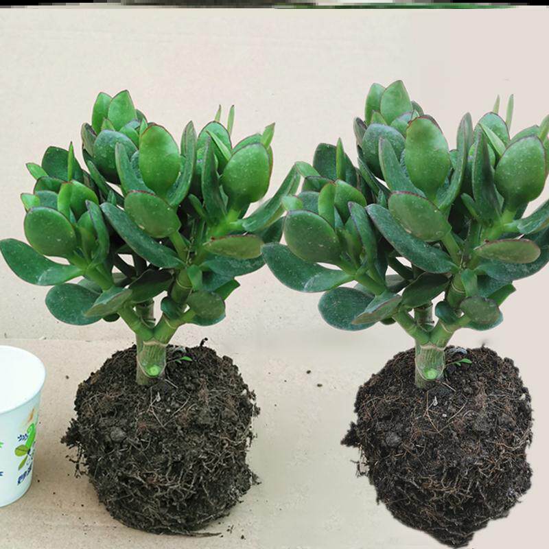 防室内耐晒净化空气绿植花卉四季 玉树盆栽玻璃翠燕子掌多肉植物