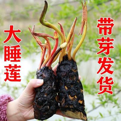 睡连花草池塘莲鱼缸根块带苞水培