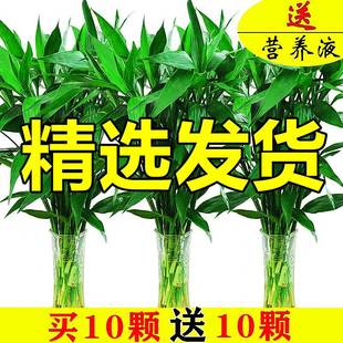 富贵竹水培植物转运竹花卉绿植室内盆栽绿萝箩水养带根鲜花发财树