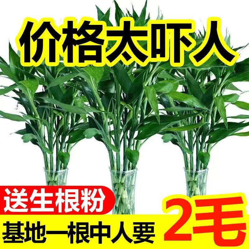 【带根】富贵竹粗竹水培植物客厅招财绿植水养转运竹花卉净化空气