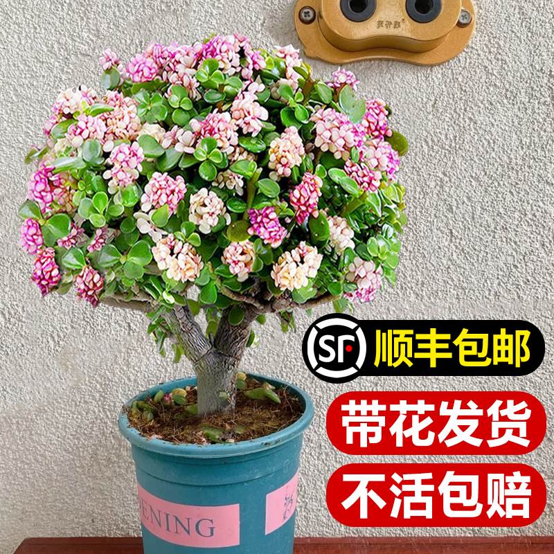 老桩金枝玉叶盆景栽造型水培多肉花卉室内外绿植物四季开带花发货