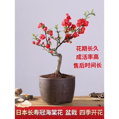 原生长寿冠海棠花盆栽四季开花树苗花卉植物室内盆景老桩耐寒好养