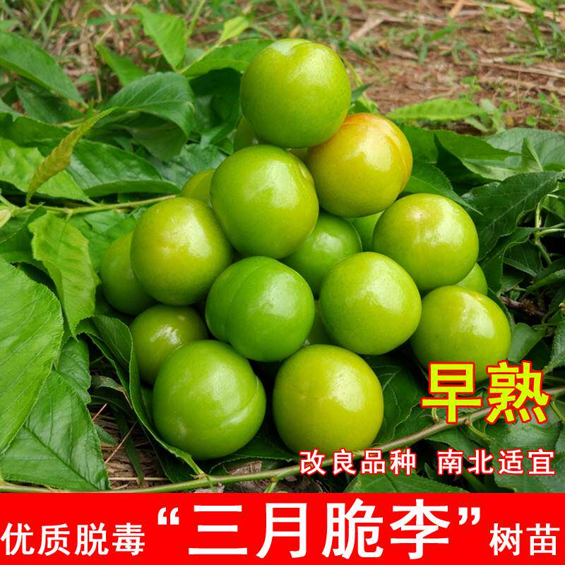 嫁接三月李树苗小珍珠酸李子苗早熟青脆李盆栽地栽北南方庭院种植