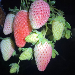 四季 草莓苗奶油红颜草莓秧盆栽带土食用南北方阳台庭院当年结果苗