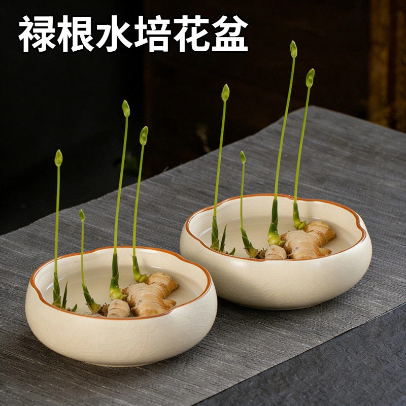 禄根花盆水培种植适合养生姜的器皿办公室桌面养福专用禅意陶瓷盆