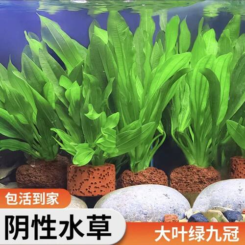 迷你绿九冠鱼缸造景水草植物真阴性皇冠草古法后景新手好养带底座