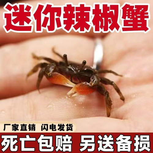 迷你蟹辣椒蟹可与灯科鱼孔雀鱼虾斑马鱼混养吃鲜活除藻网红观赏蟹