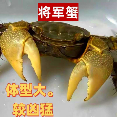 将军蟹相手蟹活体水族螃蟹深水蟹观赏蟹淡水招潮蟹辣椒蟹豹点蟹