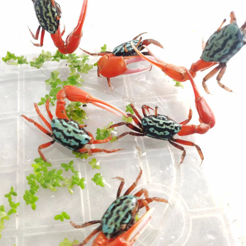 西瓜情侣蟹观赏蟹可爱淡水螃蟹水陆缸雨林缸小型淡水招潮蟹宠物蟹