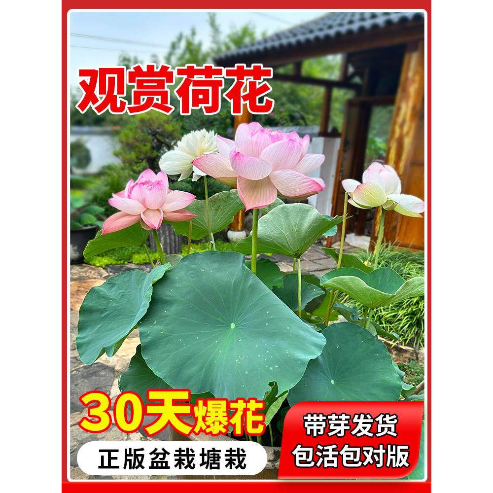 荷花盆栽水培莲藕种苗莲花大型缸养荷花苗睡莲水培植物碗莲种根苗