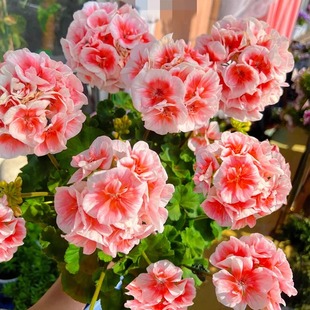 天竺葵盆栽带花带花苞花苗重瓣多季开花皇后飞溅阳台耐寒耐热好养