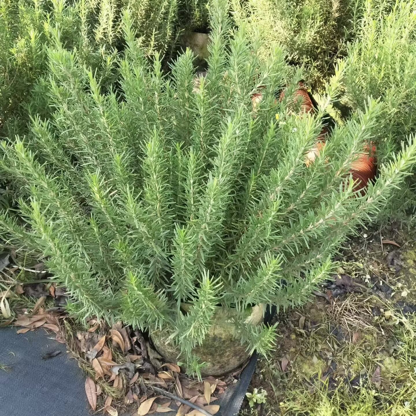 特大盆迷迭香盆栽带花苞阳台庭院植物花卉四季耐寒冻好养耐活绿植