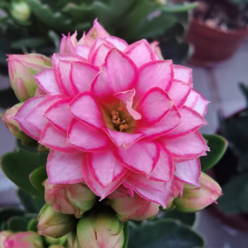 长寿花盆栽带花苞多季好养开花重瓣变色龙大花花苗室内花卉绿植物