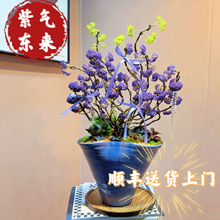 马年开运绿植选它紫珠自带紫气东来！新的一年就靠它讨个好彩头