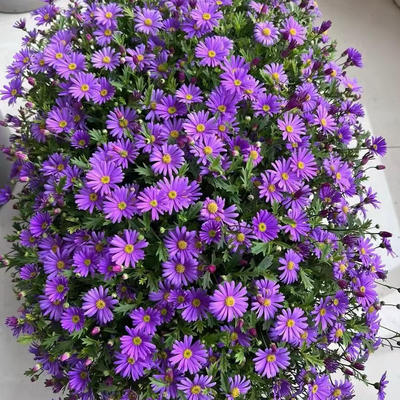 姬小菊盆栽带花苞多季开花多年生