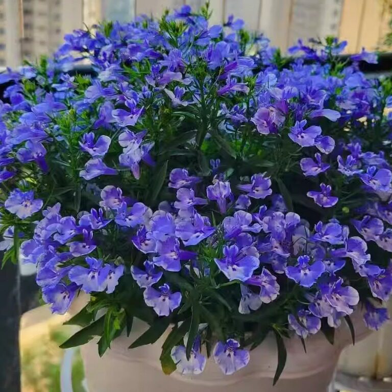 六倍丽盆栽花苗满天星带花苞好养易活多年生半边莲室内阳台植物图片