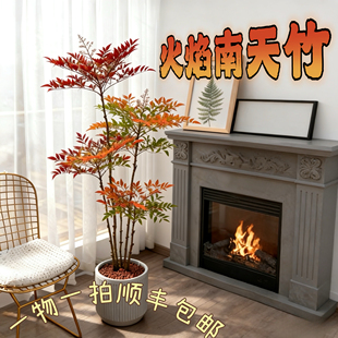 火焰南天竹盆栽室内高端高颜值清新绿植越冷越红耐寒绿植盆栽好养