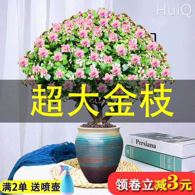 金枝玉叶盆栽老桩造型多肉植物大株稀有品种雅乐之舞室内桌面花卉