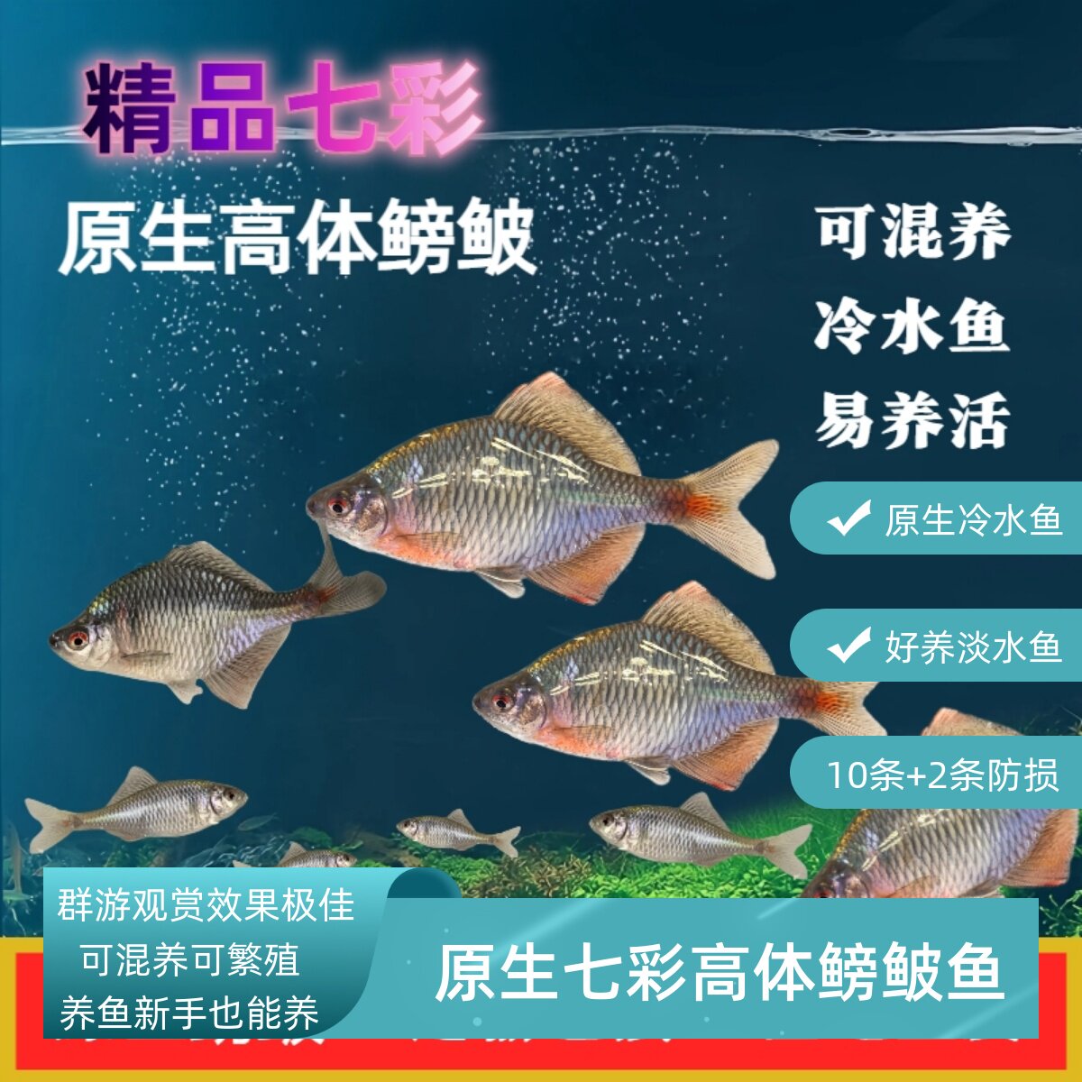 鳑鲏鱼旁皮鱼观赏鱼原生鱼淡水冷水鱼中层群游鱼镜鱼四方皮观赏鱼