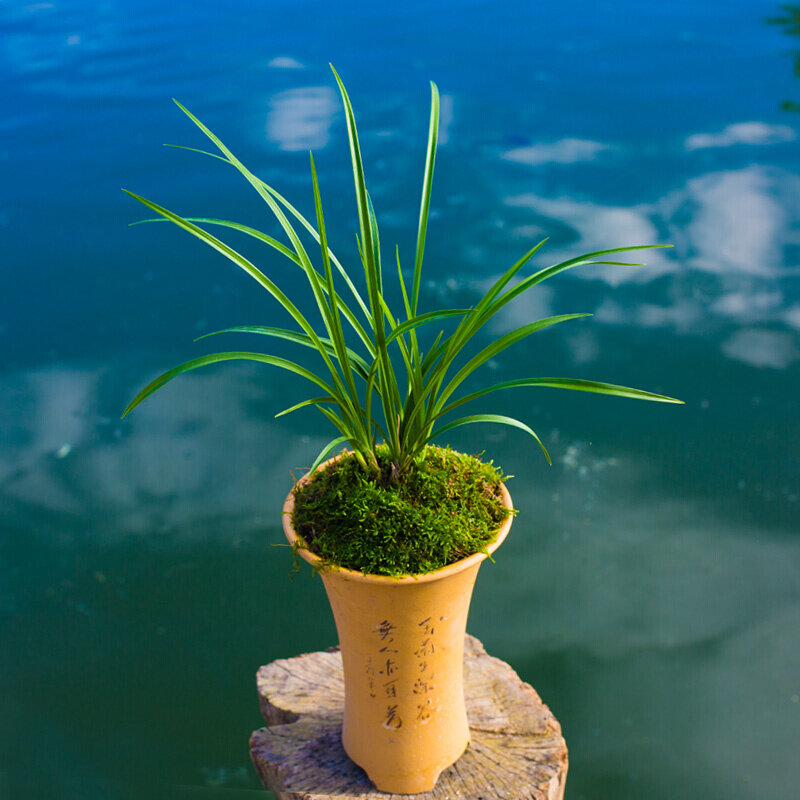 春兰翠一品兰花盆栽植物名贵兰花苗带花苞瓣花卉大众国兰场
