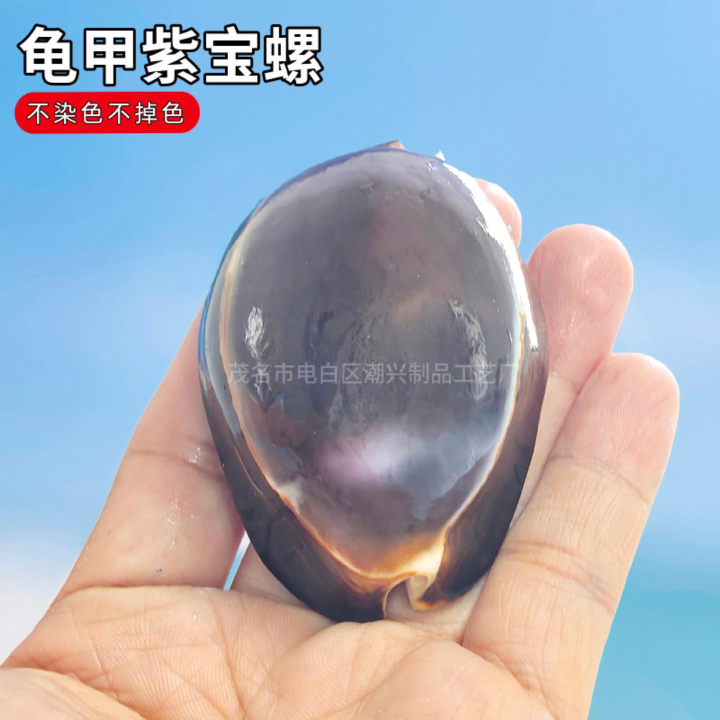 天然海螺贝壳龟甲紫宝螺把玩件