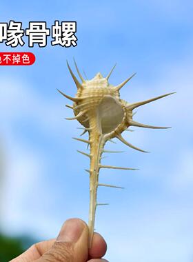 天然海螺贝壳细喙骨螺鱼缸装饰品
