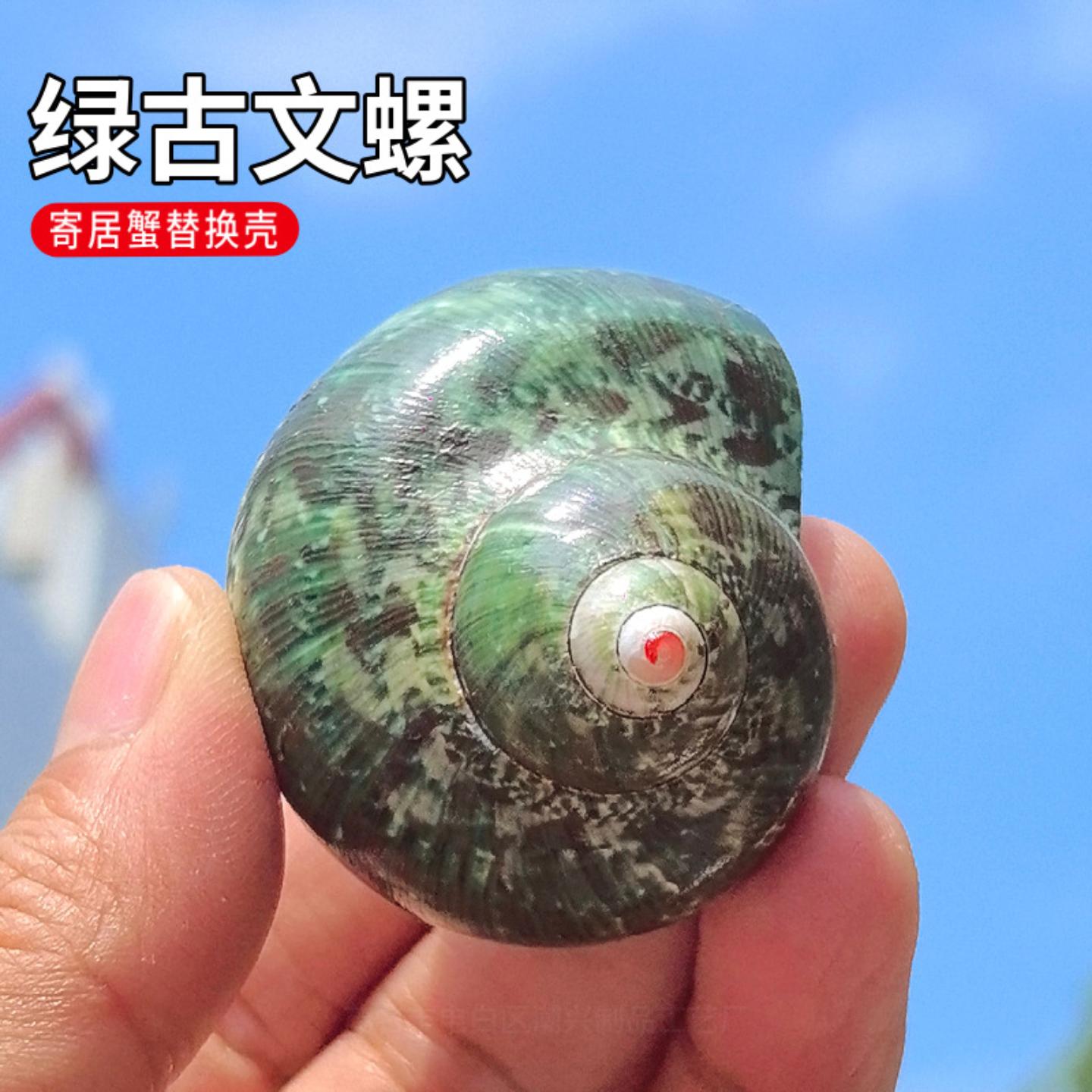贝壳海螺绿古文螺卷贝鱼专用