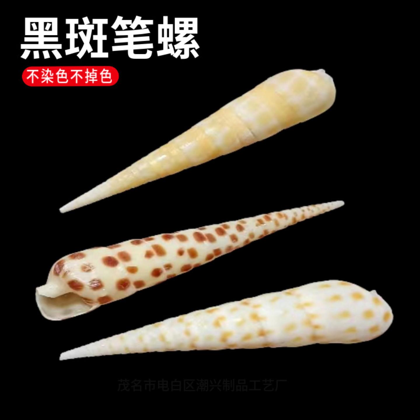 天然海螺贝壳鱼缸造景水族箱黑斑